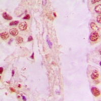 Anti-NRF2 Antibody