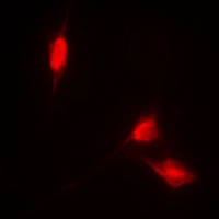 Anti-NRF2 Antibody