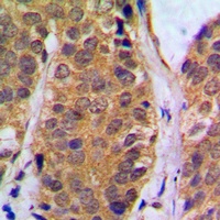 Anti-NF-kappaB p105 (Phospho-S927) Antibody