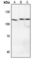 NF-kappaB p105 Rabbit Polyclonal Antibody