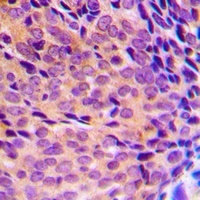 Anti-NF-kappaB p105/p50 (Phospho-S337) Antibody