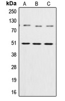 NF-kappaB p105/p50 Rabbit Polyclonal Antibody