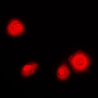 NF-kappaB p105/p50 Rabbit Polyclonal Antibody