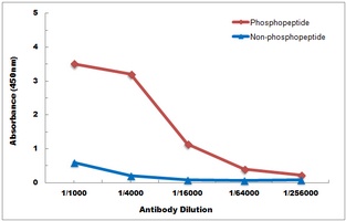 Anti-IKB alpha (Phospho-S32/S36) Antibody