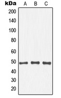 IKB beta (Phospho-T19) Antibody