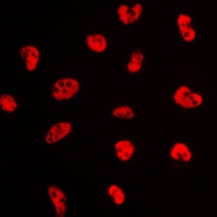 Anti-NFYA Antibody