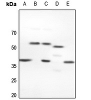 NFYC Antibody
