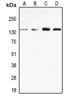 nNOS Antibody