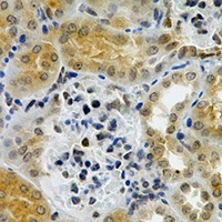 Anti-nNOS Antibody