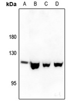 eNOS Rabbit Polyclonal Antibody