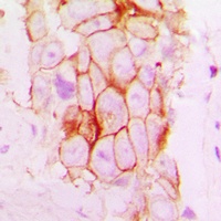 Anti-NOTCH2 Antibody