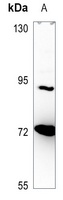NPAS2 Antibody