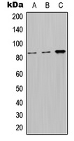 Nephrocystin 1 Antibody