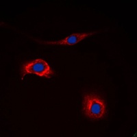 NPY2R antibody