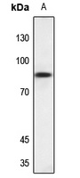 NSF Rabbit Polyclonal Antibody