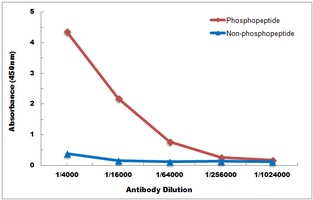 Anti-TRK B (Phospho-Y516) Antibody