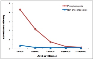 NTRK2 Antibody