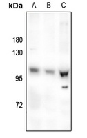 OCRL Antibody
