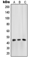 Mu Opioid Receptor (Phospho-S375) Antibody
