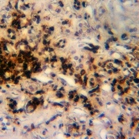 Anti-ORC1 Antibody