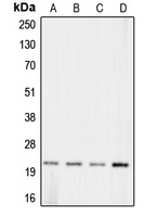 Claudin 11 Rabbit Polyclonal Antibody