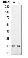 Oxytocin Rabbit Polyclonal Antibody