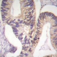 Anti-PAK2 (Phospho-S20) Antibody