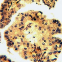 Anti-Contactin 3 Antibody