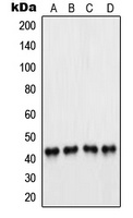 PAX5 Antibody