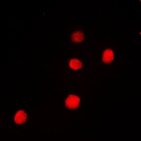 Anti-PAX9 Antibody
