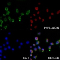 Anti-hnRNP E1 Antibody