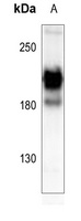 PDGFR alpha Antibody