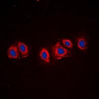 Anti-PDGFR alpha Antibody