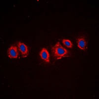 PDGFR alpha antibody