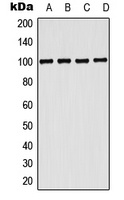 CD203c Rabbit Polyclonal Antibody
