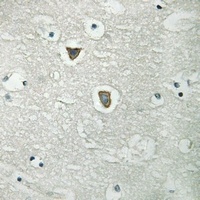 CD31 (phospho-Y713) antibody