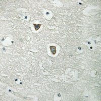 Anti-CD31 (Phospho-Y713) Antibody