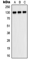CD31 Rabbit Polyclonal Antibody