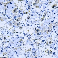 CD31 antibody