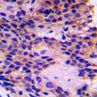 Anti-PEX7 Antibody