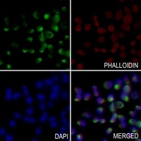 PEX14 antibody