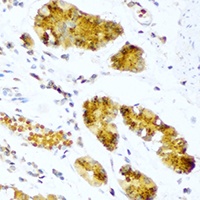 Anti-Pepsin A Antibody