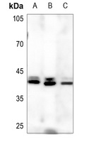 Serpin B9 Rabbit Polyclonal Antibody
