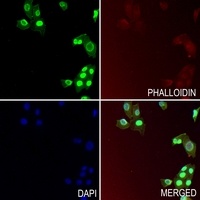 SERPINB9 antibody