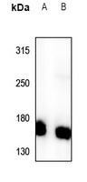 PI3K C2 gamma Antibody