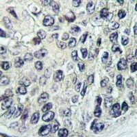 PI3K C2 gamma Antibody