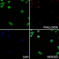 PI3K C2 gamma Antibody
