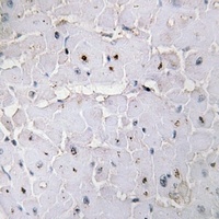 Anti-PIN1 (Phospho-S16) Antibody