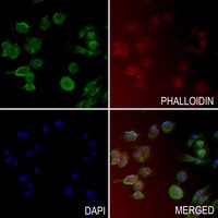 PIN1 (phospho-S16) antibody