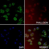 Anti-PIN1 (Phospho-S16) Antibody